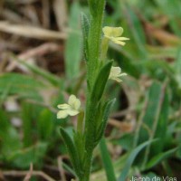 Striga asiatica (L.) Kuntze